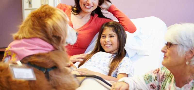 Does Your Dog Have Natural Healing Powers?