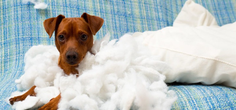Stop Your Dog s Destructive Behavior: Proven Tips to Protect Your Home