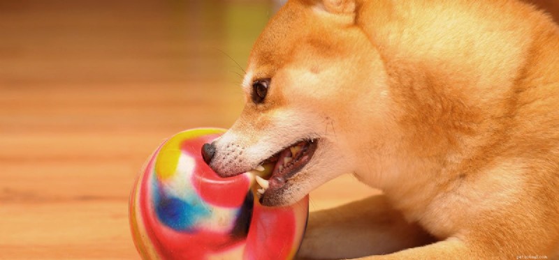 Stop Your Dog s Destructive Behavior: Proven Tips to Protect Your Home