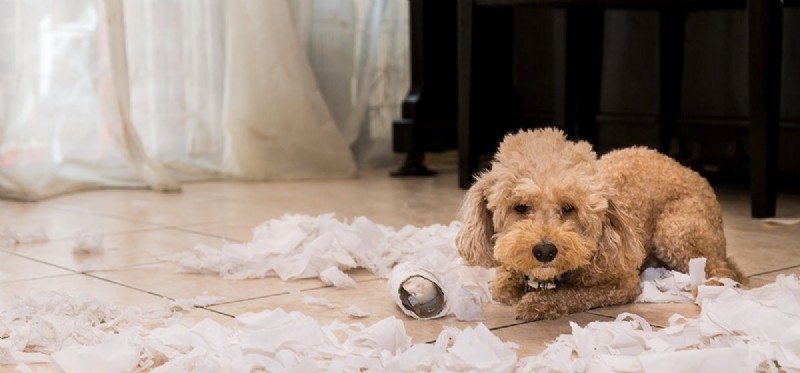 Stop Your Dog s Destructive Behavior: Proven Tips to Protect Your Home