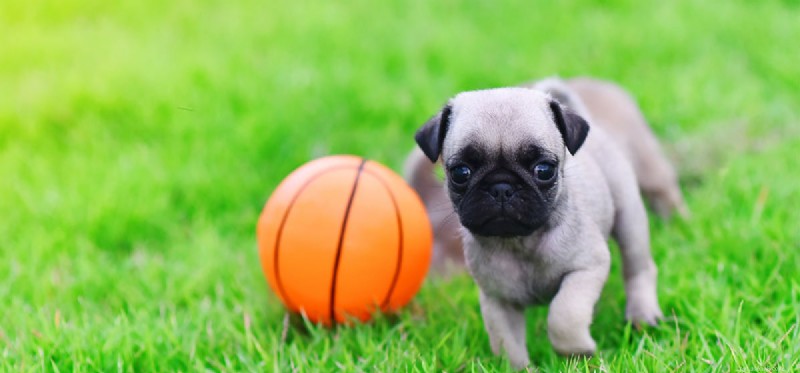 Is Your Dog Showing Impatience? Spot the Signs & Fix It