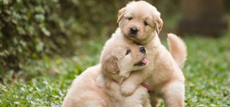 Understanding Canine Compulsive Disorder: Signs Your Dog May Be Obsessive