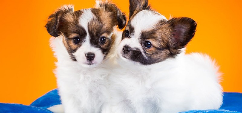 Understanding Canine Compulsive Disorder: Signs Your Dog May Be Obsessive