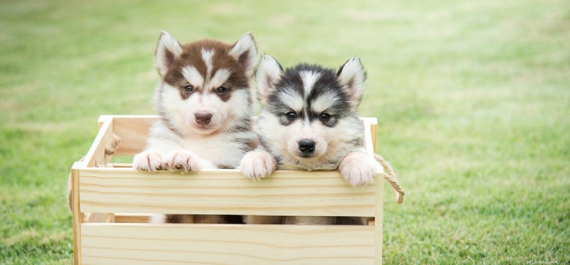 Understanding Canine Compulsive Disorder: Signs Your Dog May Be Obsessive