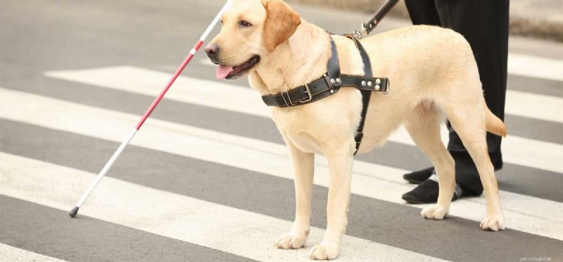 Top Training Skills Every Dog Can Master