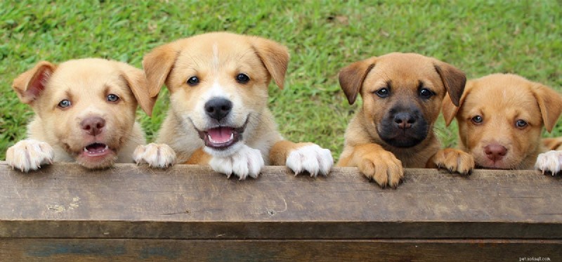 Understanding Canine Compulsive Disorder: Signs Your Dog May Be Obsessive