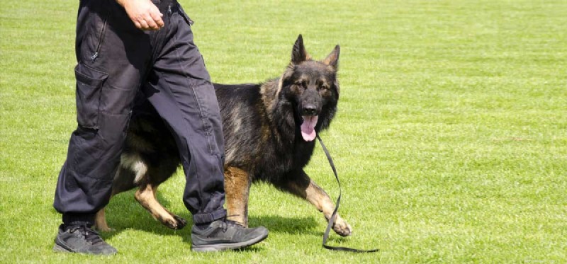 Top Training Skills Every Dog Can Master