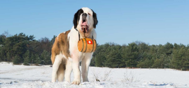 Top Training Skills Every Dog Can Master
