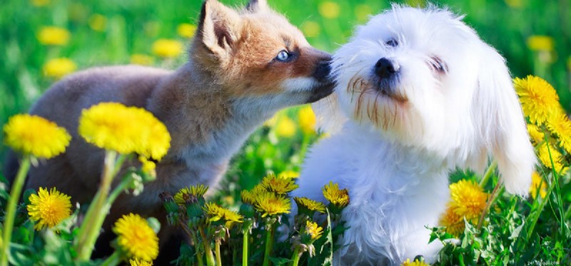 Foxes and Your Dog: Understanding the Health Risks