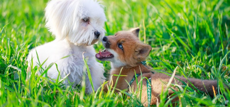 Foxes and Your Dog: Understanding the Health Risks