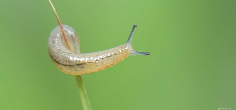 Health Risks of Slug Ingestion in Dogs: What You Need to Know