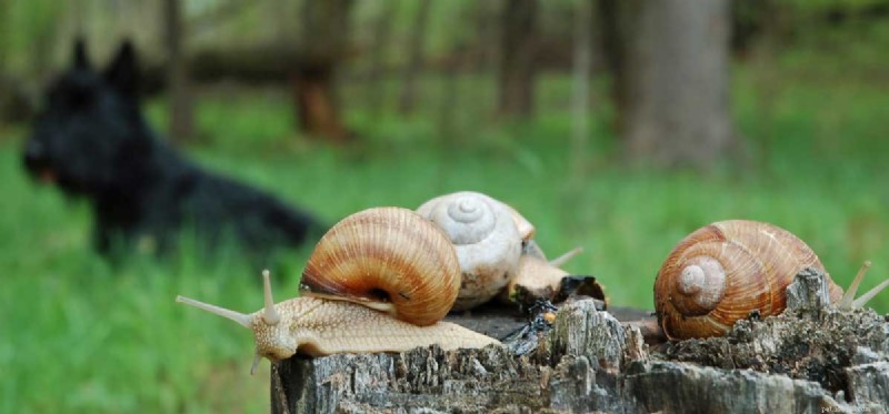 Health Risks of Slug Ingestion in Dogs: What You Need to Know