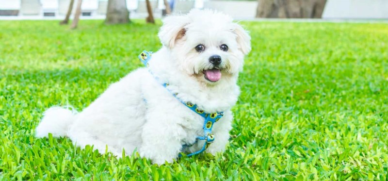 Health Risks of Slug Ingestion in Dogs: What You Need to Know