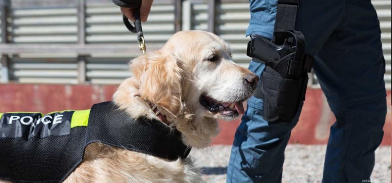 Discover the Amazing Abilities of Dogs