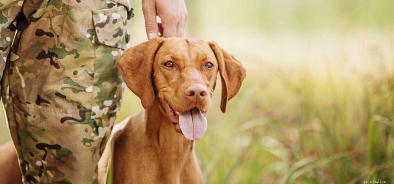 Discover the Amazing Abilities of Dogs