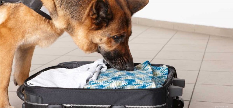 Discover the Amazing Abilities of Dogs