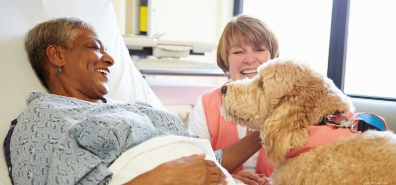 Discover the Amazing Abilities of Dogs