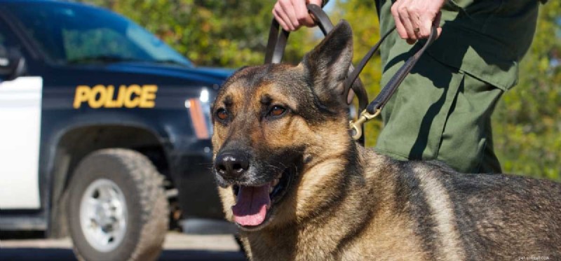 How Dogs Enhance Human Lives: Service, Companionship, and More