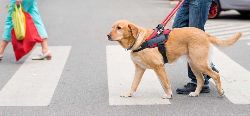 How Dogs Enhance Human Lives: Service, Companionship, and More