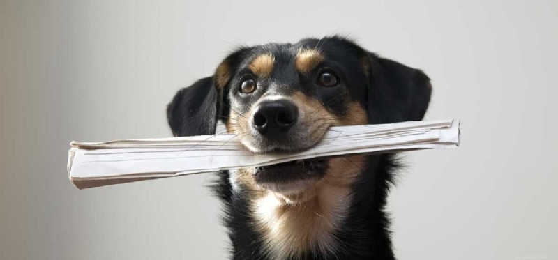 How Dogs Enhance Human Lives: Service, Companionship, and More