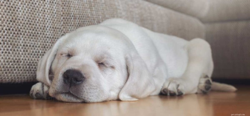 Do Dogs Dream? Exploring Their Nighttime Experiences