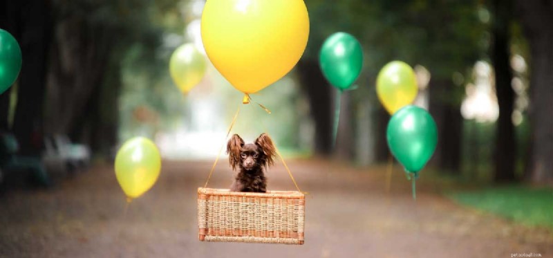 Do Dogs Dream? Exploring Their Nighttime Experiences