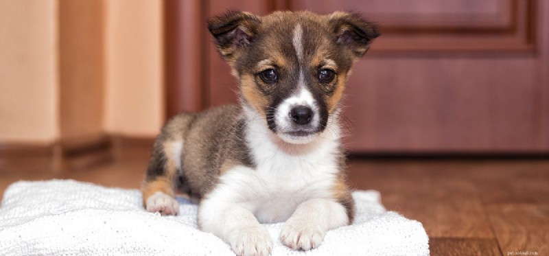 Limitations of Canine Abilities: What Dogs Truly Can t Do