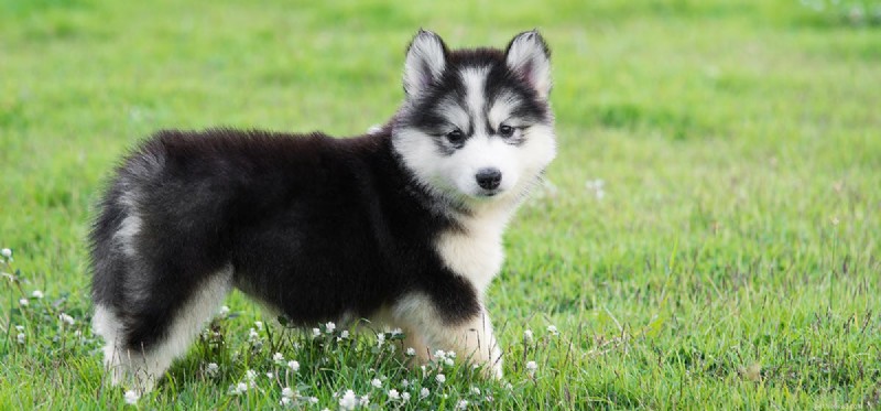 Limitations of Canine Abilities: What Dogs Truly Can t Do