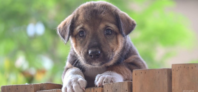 Limitations of Canine Abilities: What Dogs Truly Can t Do