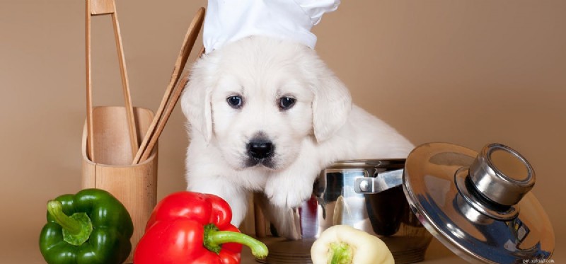 Limitations of Canine Abilities: What Dogs Truly Can t Do