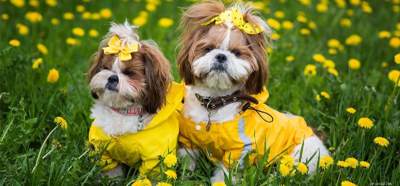 The Limits of a Dog’s Nose: What They Really Can’t Smell