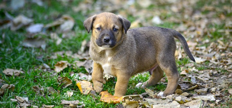 The Limits of a Dog’s Nose: What They Really Can’t Smell