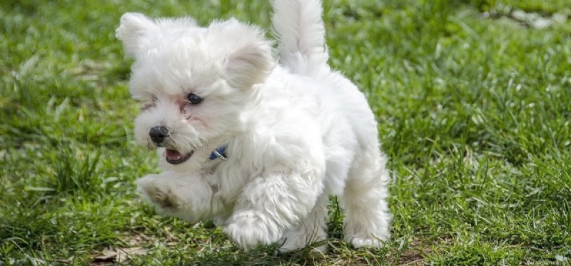 The Limits of a Dog’s Nose: What They Really Can’t Smell