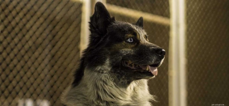 How Well Do Dogs See at Night? Exploring Their Exceptional Dark‑Vision