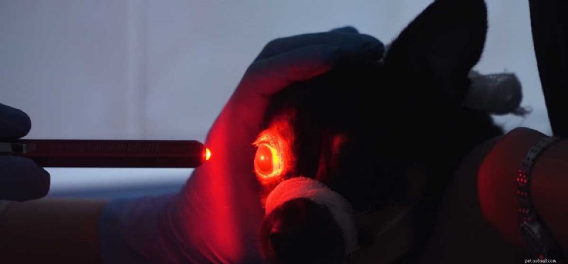 How Well Do Dogs See at Night? Exploring Their Exceptional Dark‑Vision