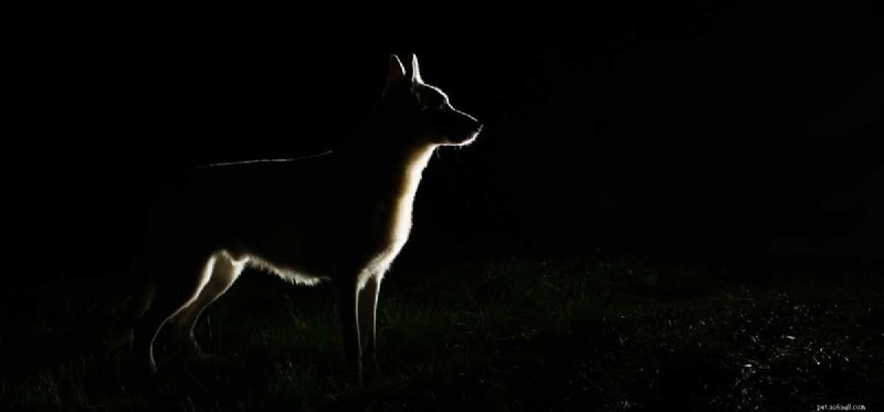 How Well Do Dogs See at Night? Exploring Their Exceptional Dark‑Vision