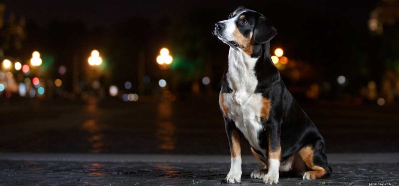 How Well Do Dogs See at Night? Exploring Their Exceptional Dark‑Vision
