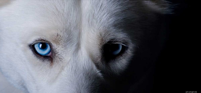 How Well Do Dogs See in the Dark? Insights into Canine Night Vision