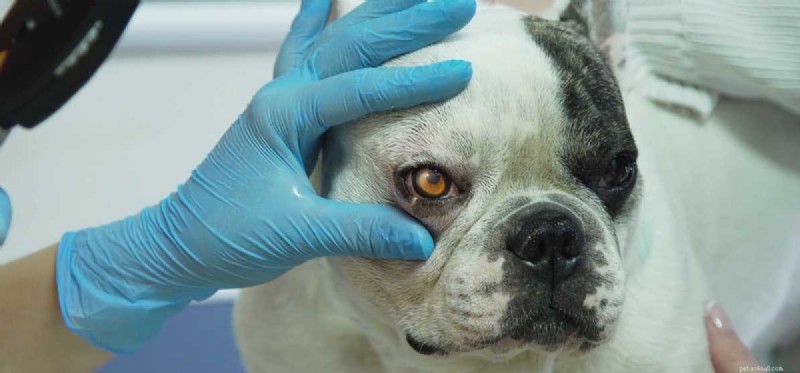 How Well Do Dogs See in the Dark? Insights into Canine Night Vision