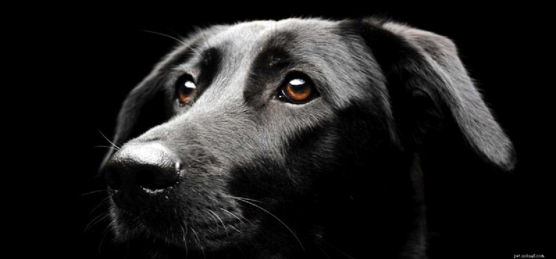 How Well Do Dogs See in the Dark? Insights into Canine Night Vision