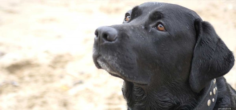 How Dogs Perceive the World: Unveiling Their Extraordinary Senses