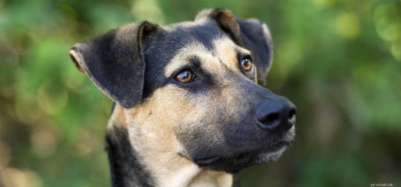 How Dogs Perceive the World: Unveiling Their Extraordinary Senses