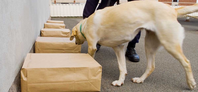What Dogs Can Detect: The Remarkable Power of Their Noses