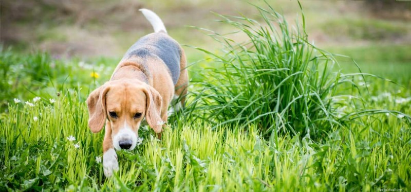 What Dogs Can Detect: The Remarkable Power of Their Noses