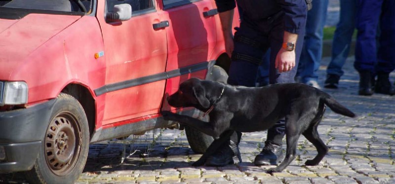 What Dogs Can Detect: The Remarkable Power of Their Noses