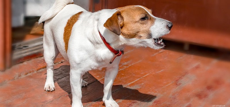 Decoding Dog Barking: What Every Owner Should Know