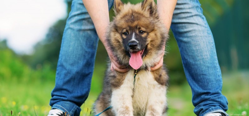 Decoding Dog Barking: What Every Owner Should Know