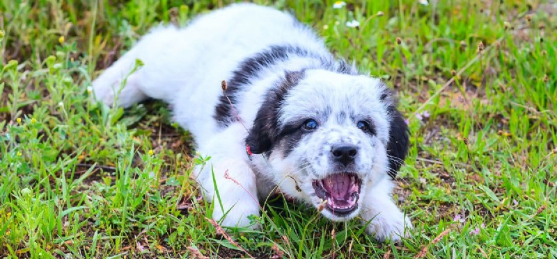 Decoding Dog Barking: What Every Owner Should Know