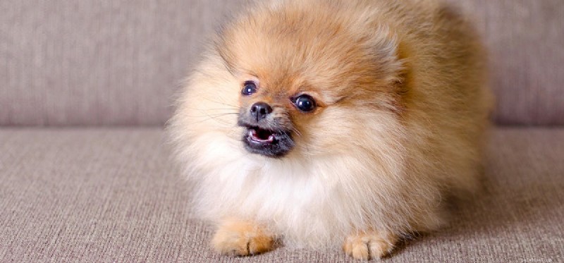 Decoding Dog Barking: What Every Owner Should Know