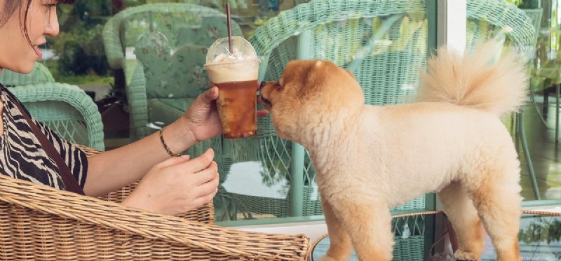 Safe Human Foods for Dogs: A Comprehensive Guide